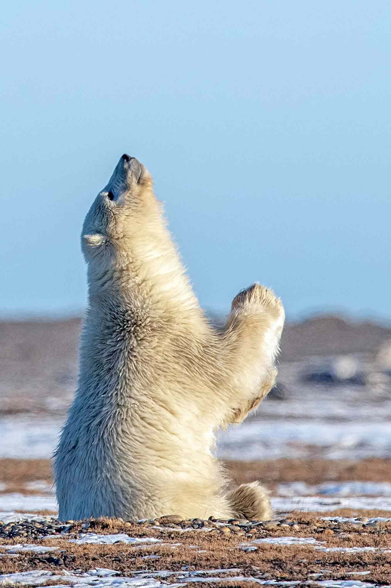 Polar bear cub